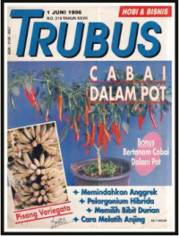 Image of Bertanam cabai dalam pot